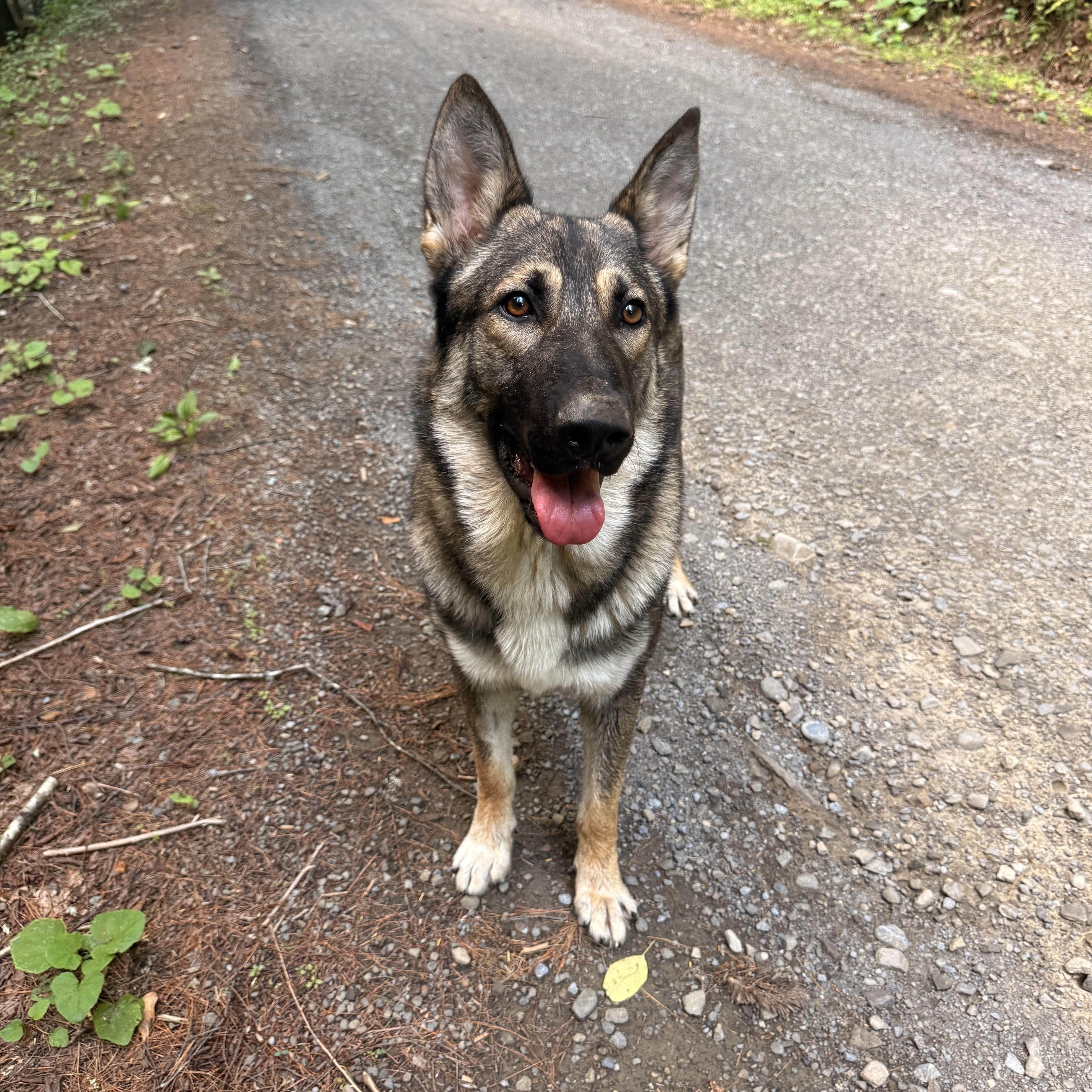 Enlarge Colter, a Adopted German Shepherd Dog in Milford, NY image 4/6