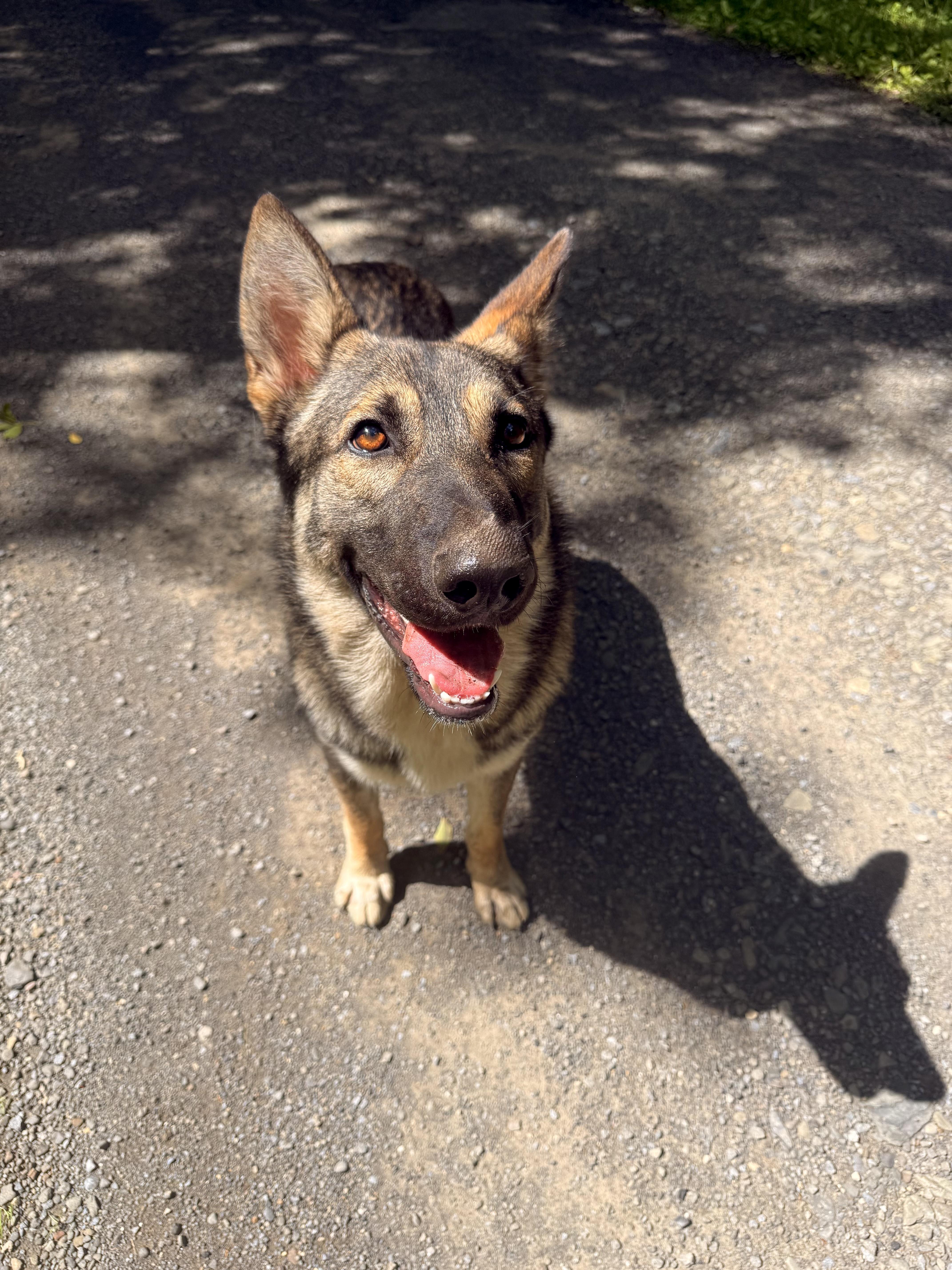 Enlarge Colter, a Adopted German Shepherd Dog in Milford, NY image 5/6