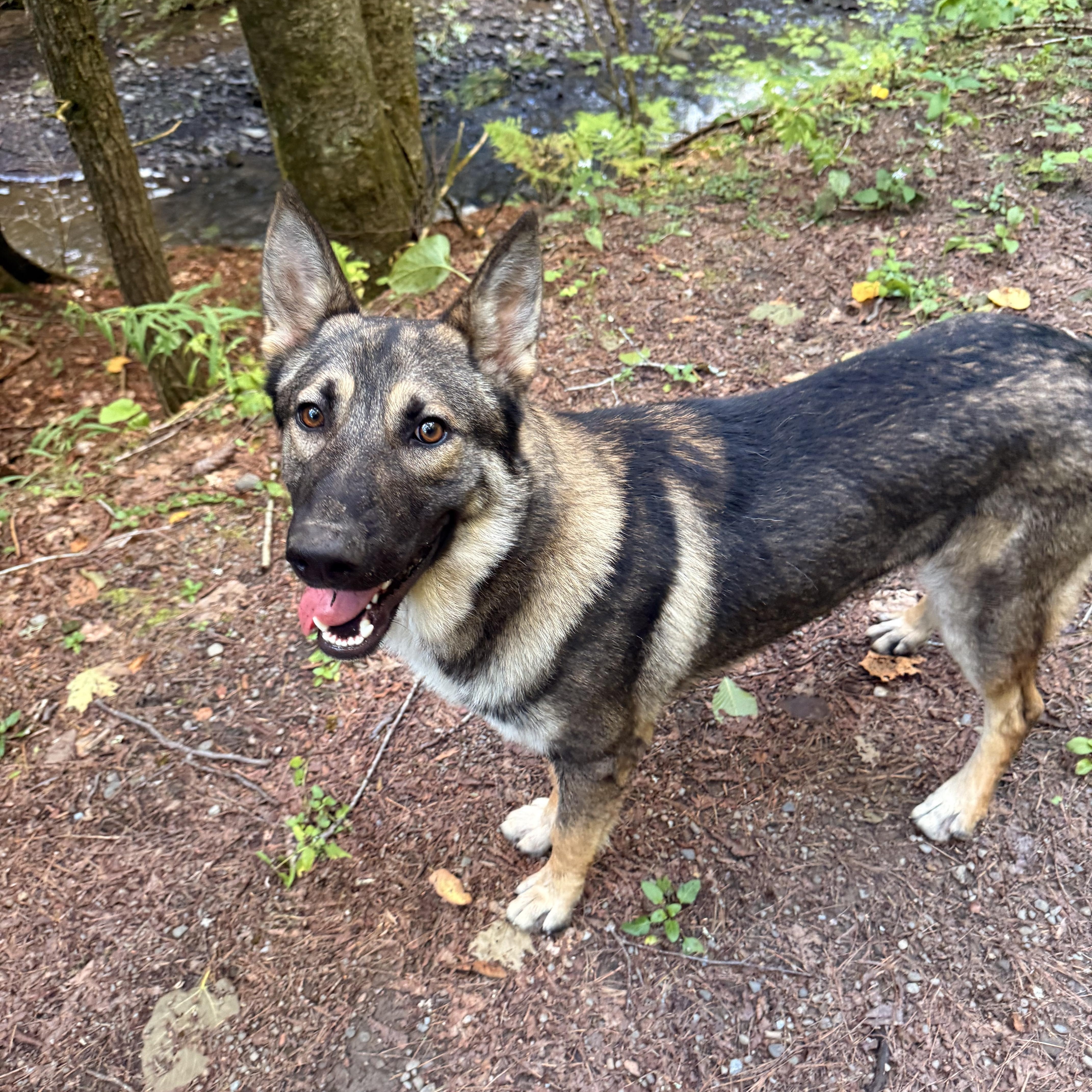 Enlarge Colter, a Adopted German Shepherd Dog in Milford, NY image 3/6