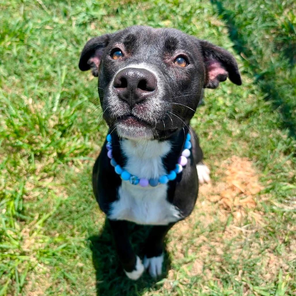 Reeces, Adoptable, Young Female American Staffordshire Terrier.