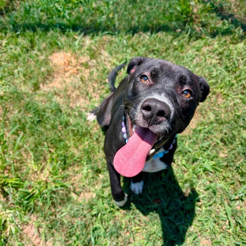 Enlarge Reeces, a Adoptable American Staffordshire Terrier in Pittsburgh, PA image 3/4