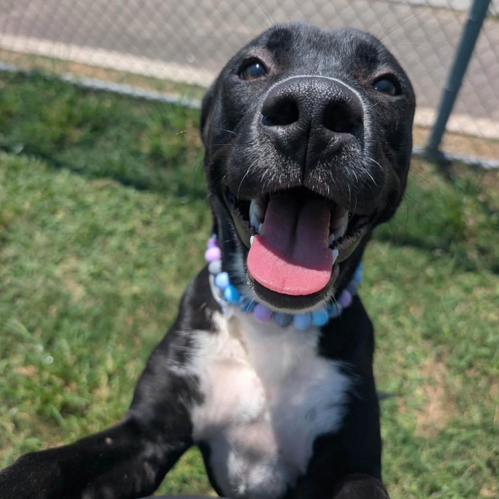 Enlarge Reeces, a Adoptable American Staffordshire Terrier in Pittsburgh, PA image 4/4