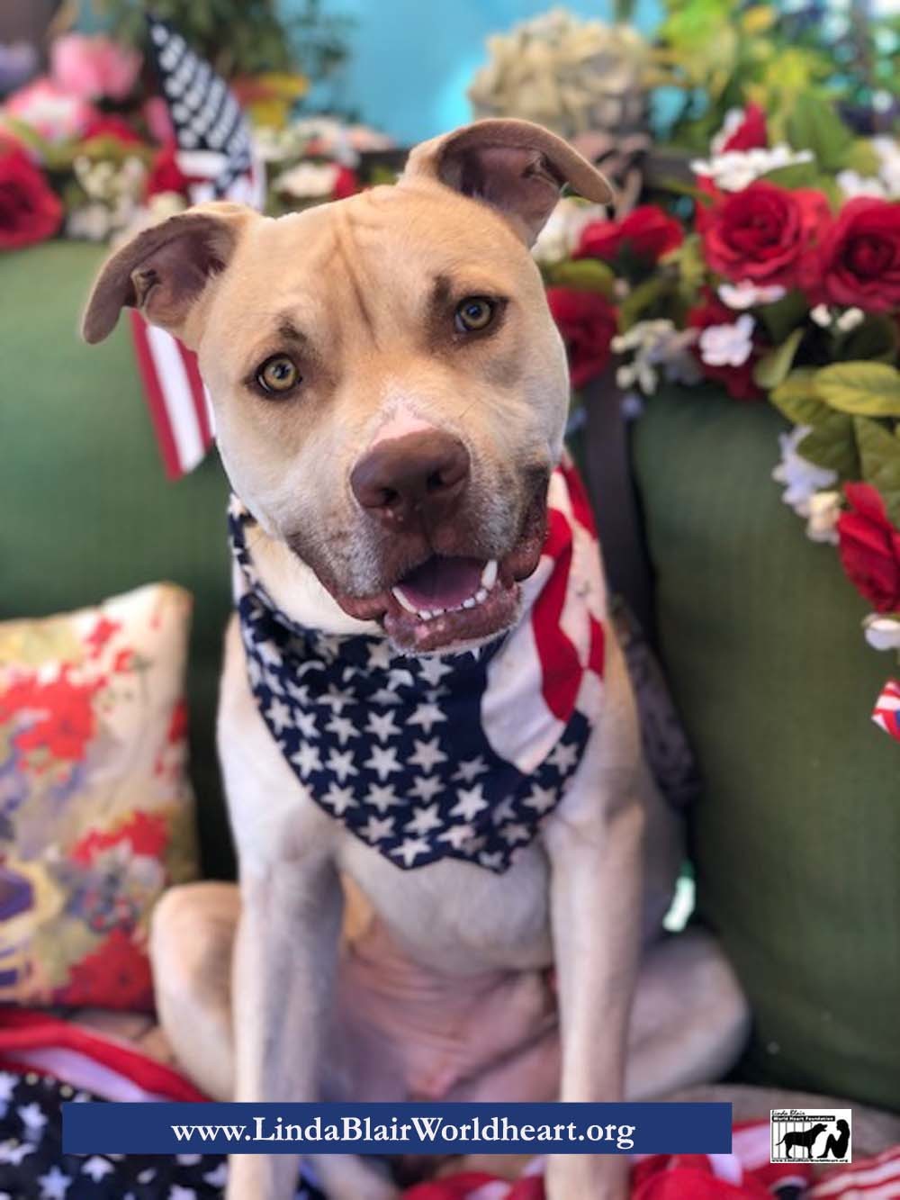 Adorable Bobby- Handsome mixed breed, a Adoptable mixed breed in Acton, CA image 1/4