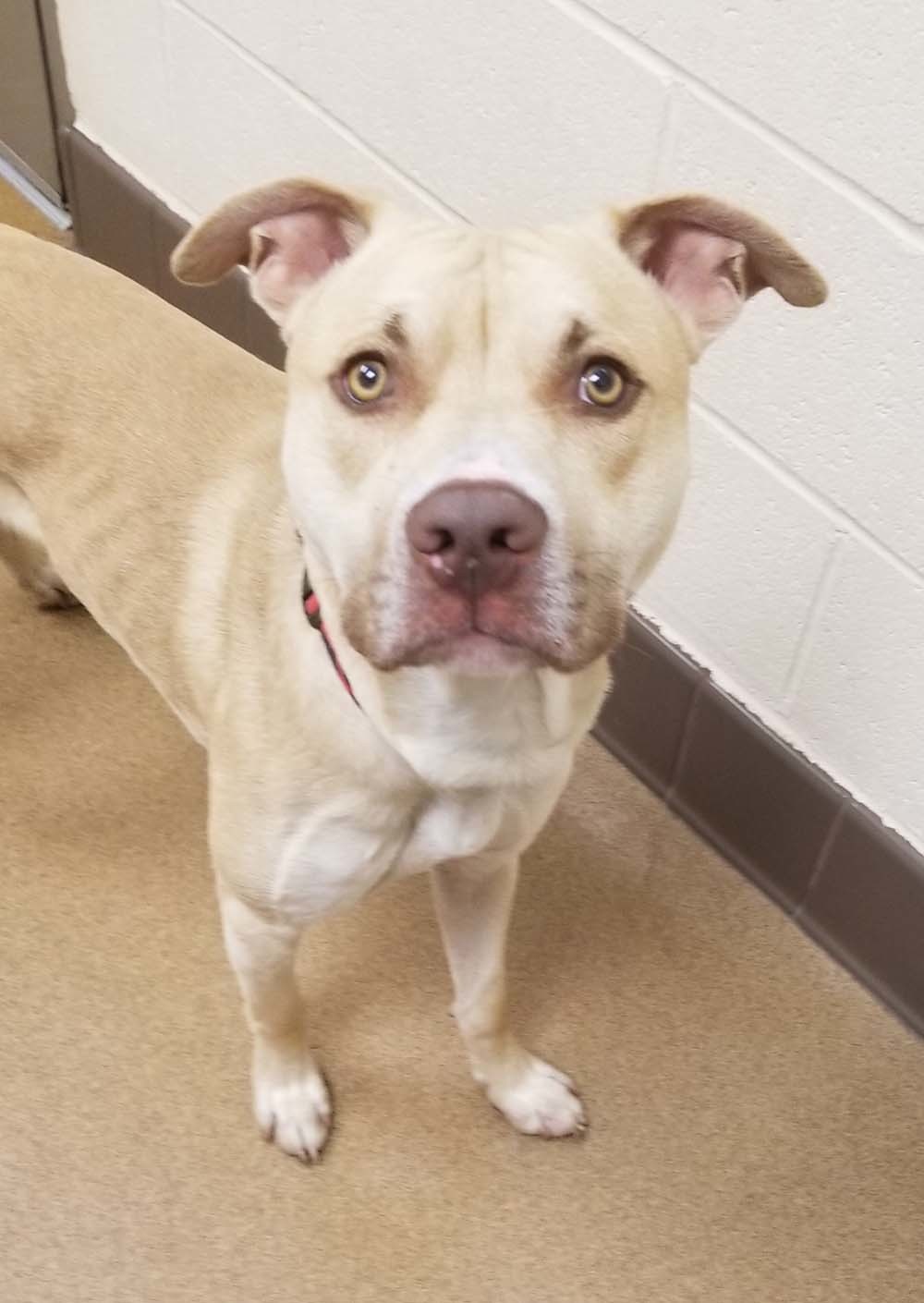 Adorable Bobby- Handsome mixed breed, a Adoptable mixed breed in Acton, CA image 2/4