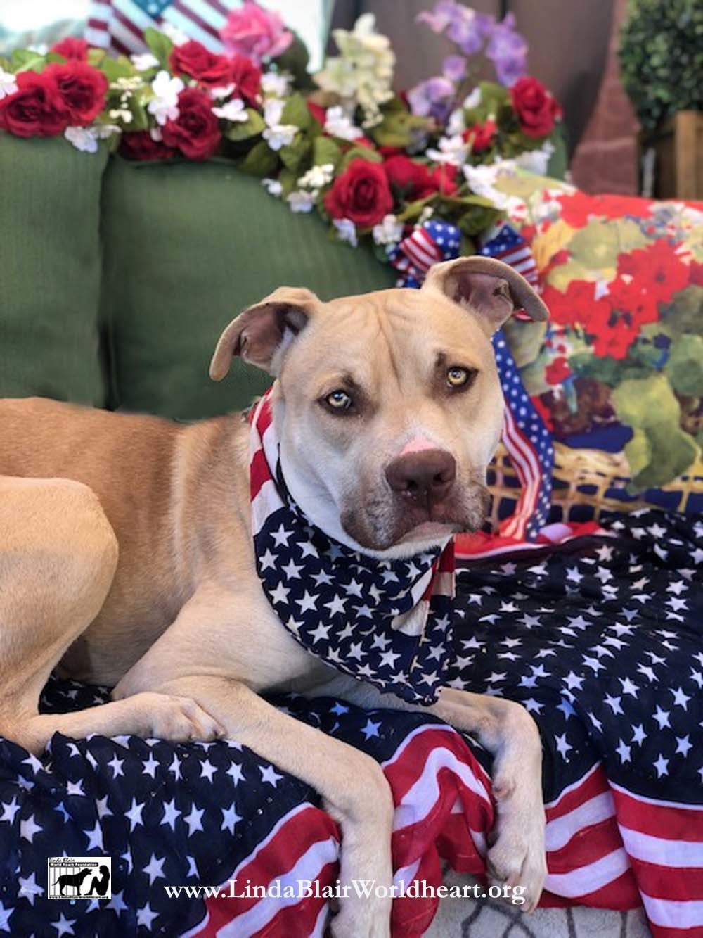 Adorable Bobby- Handsome mixed breed, a Adoptable mixed breed in Acton, CA image 3/4