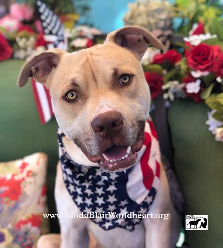 Adorable Bobby- Handsome mixed breed, a Adoptable mixed breed in Acton, CA image 4/4