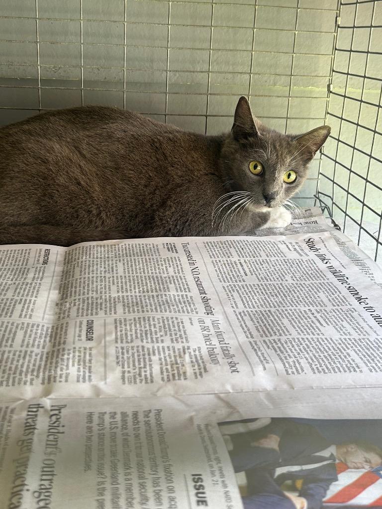 Enlarge Carolen, a Adopted mixed breed in Denham Springs, LA image 1/1