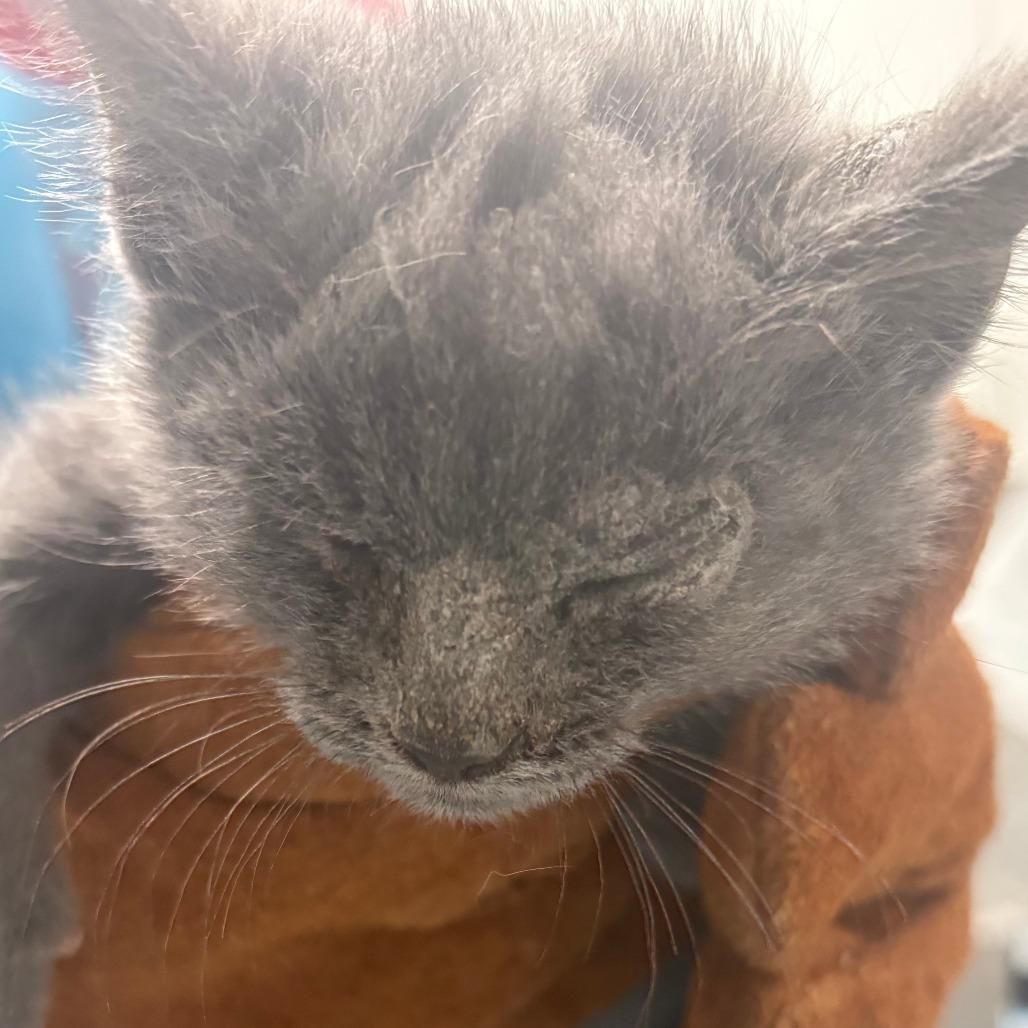 Velveeta, Adoptable, Kitten Male Domestic Short Hair.