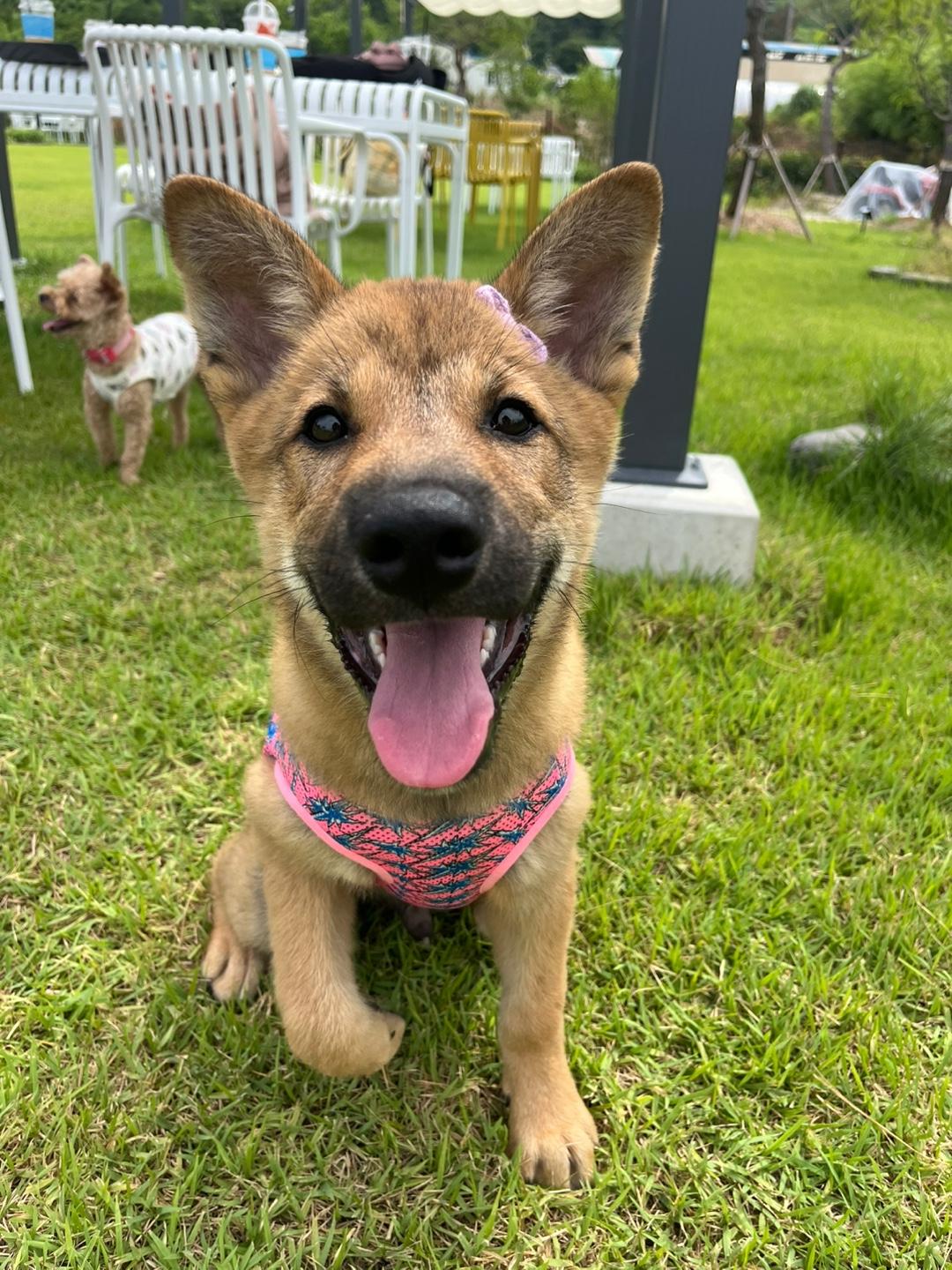 Jindo Dogs for Adoption near Me: Find Your Perfect Match