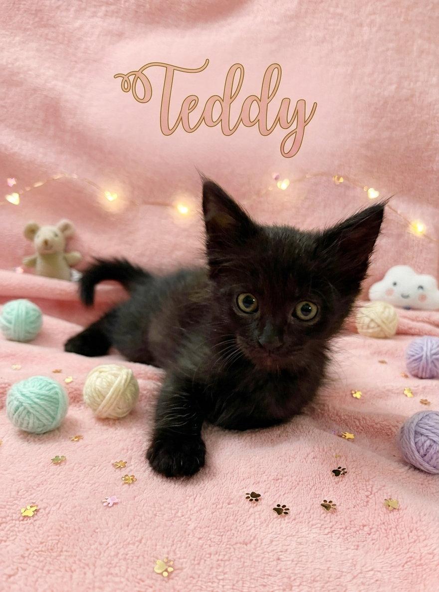 Teddy, Adoptable, Kitten Male Domestic Short Hair.