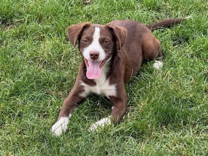 Bumper, Adoptable, Puppy Male Cattle Dog & Pit Bull Terrier.