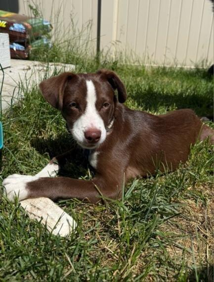 Enlarge Bumper, a Adoptable mixed breed in Spokane, WA image 2/4