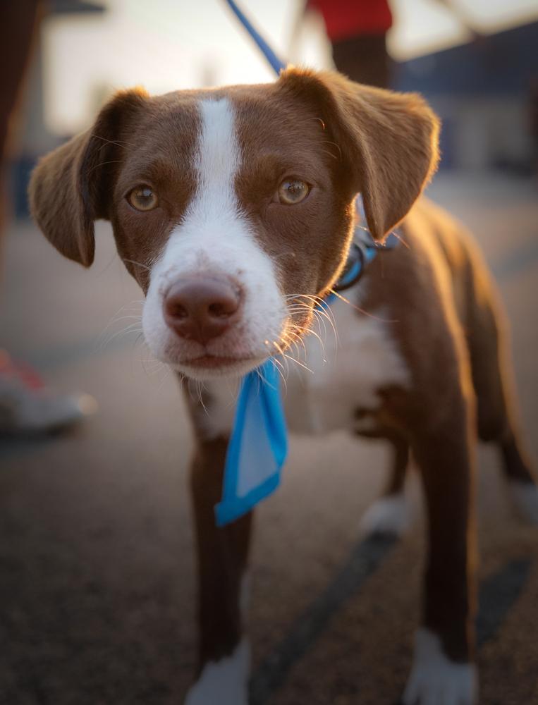 Bumper, a Adoptable mixed breed in Spokane, WA image 3/6