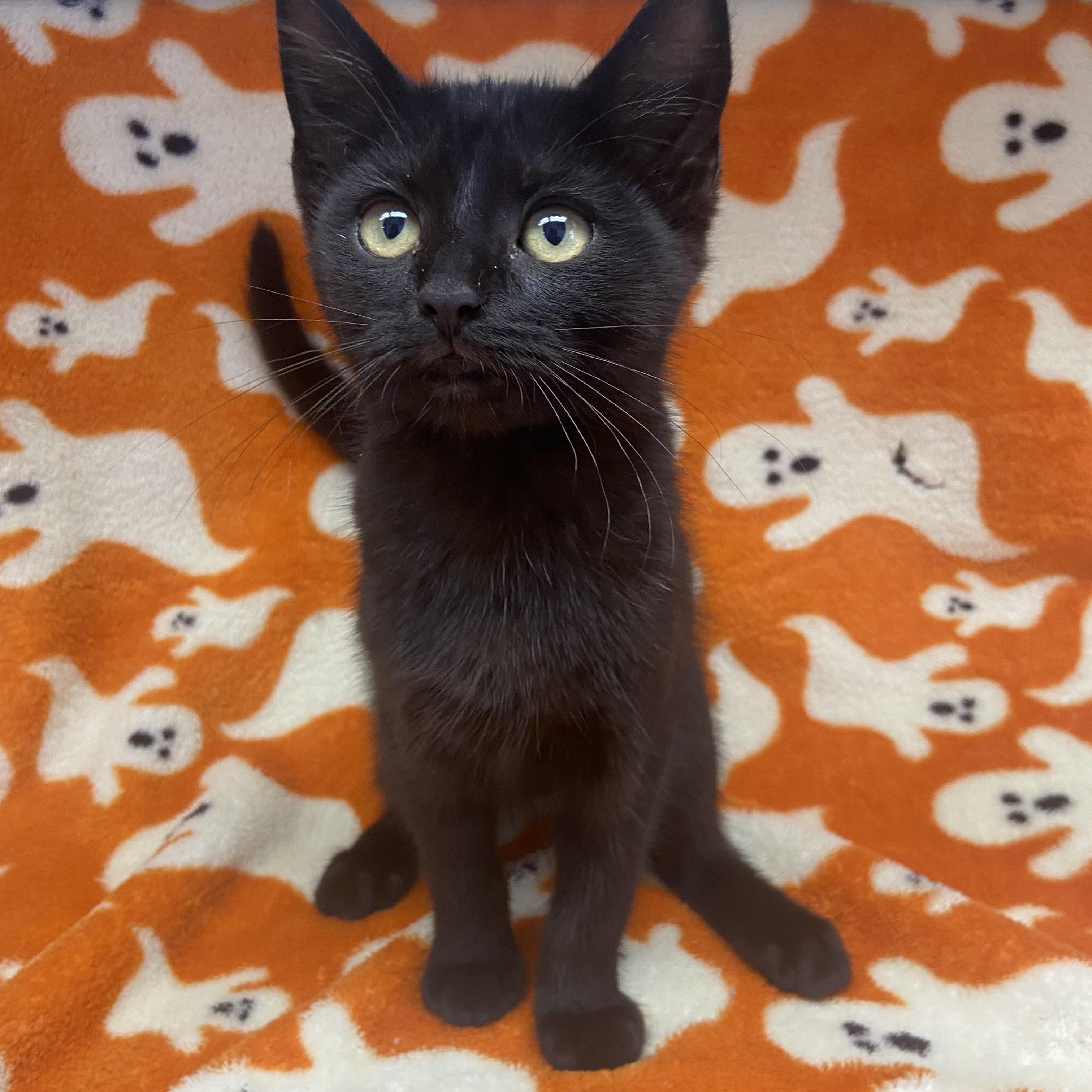 Pocus, ADOPTABLE, Kitten Female Domestic Short Hair.