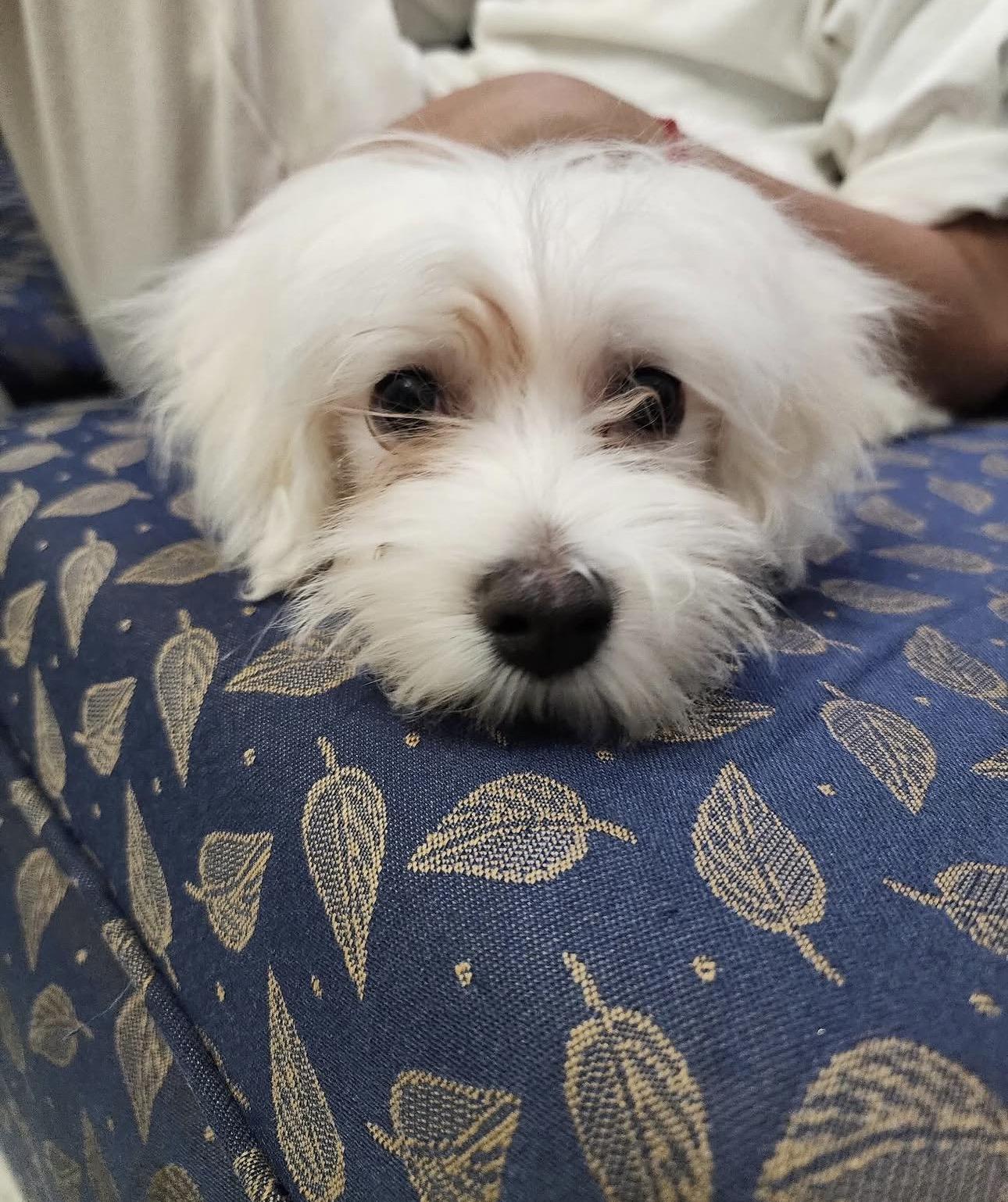 Falcor, ADOPTABLE, Puppy Male Maltese.