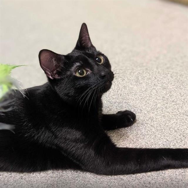 MISS PICKLES, Adoptable, Young Female Domestic Short Hair.