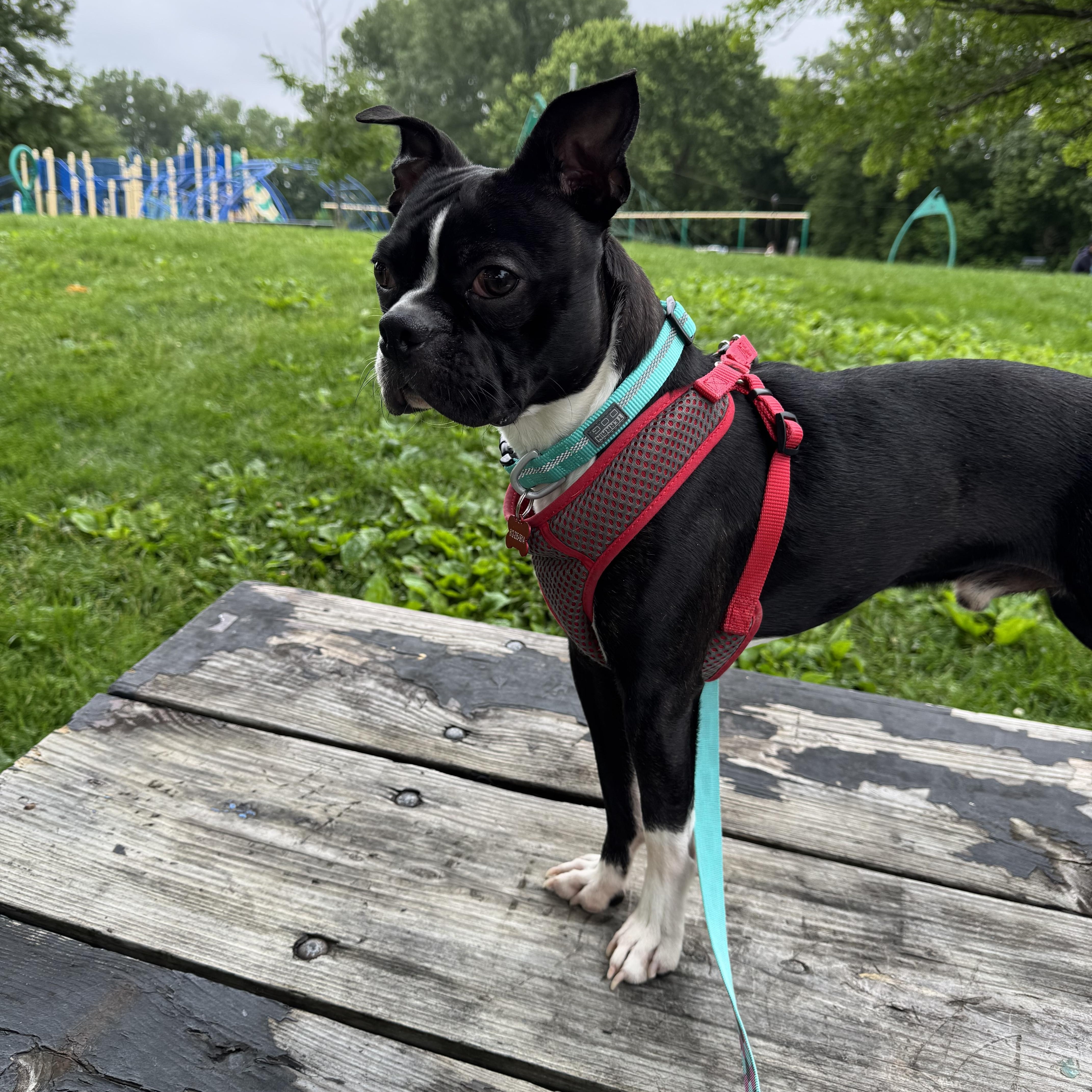 Mylo, Adopted, Young Male Boston Terrier.
