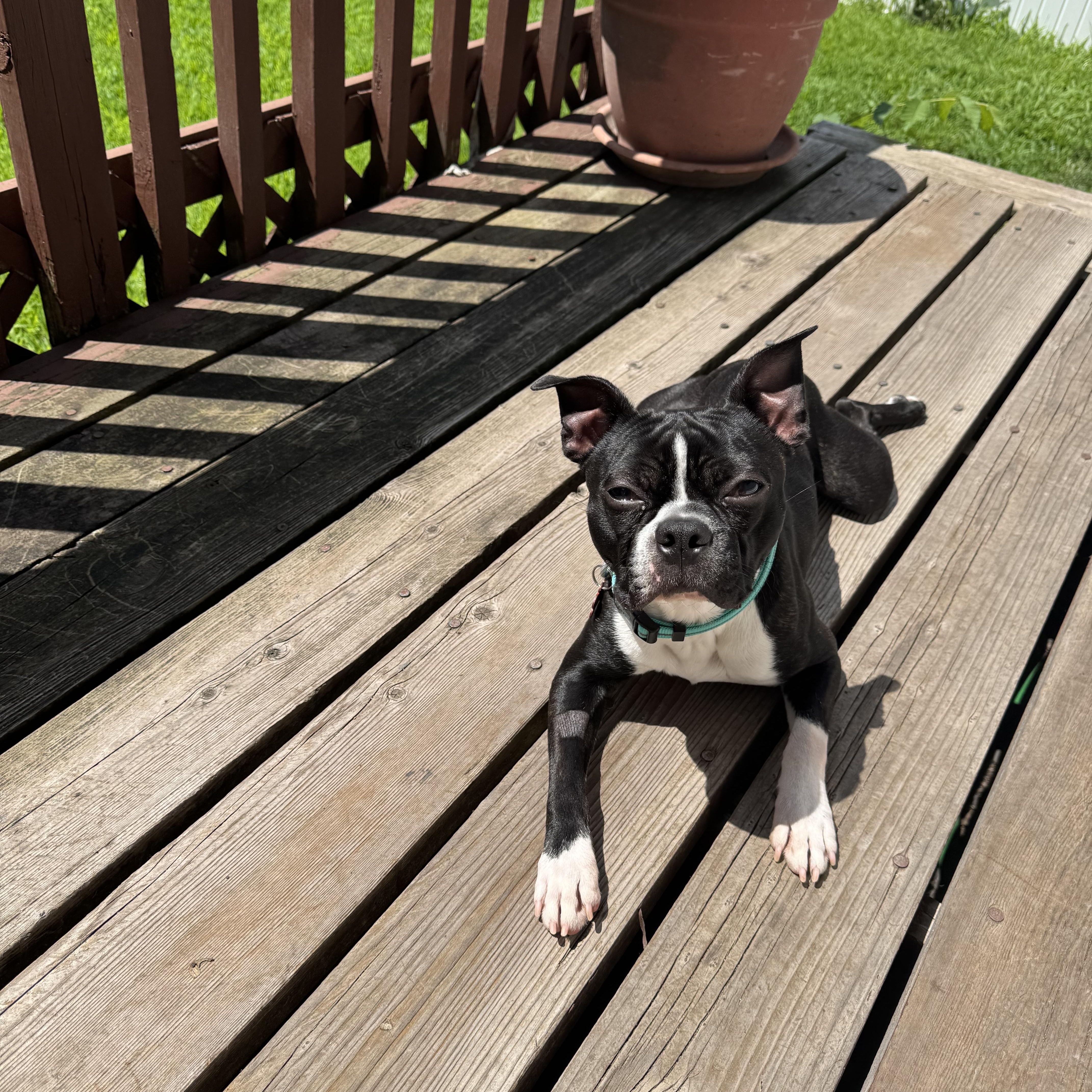 Mylo, a Adopted Boston Terrier in Minneapolis, MN image 2/2