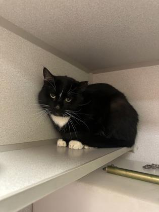 Enlarge Elden, a Adoptable mixed breed in Quakertown, PA image 1/1