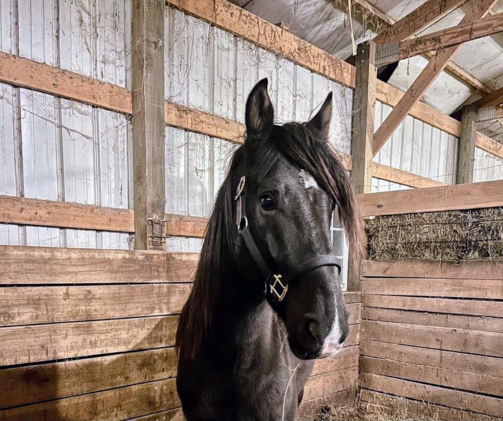 Enlarge McSwagger, a Adoptable Grade in Huntington, WV image 2/3