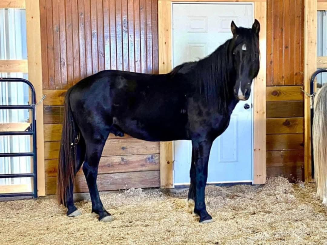 McSwagger, Adoptable, Adult Male Grade.