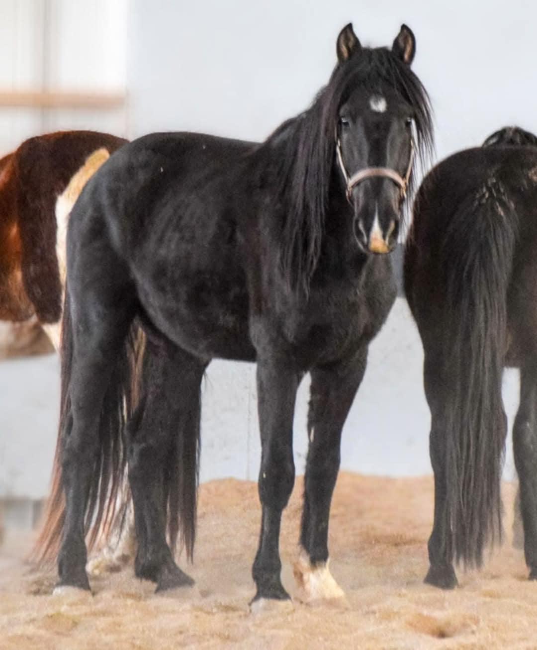 Enlarge McSwagger, a Adoptable Grade in Huntington, WV image 3/3