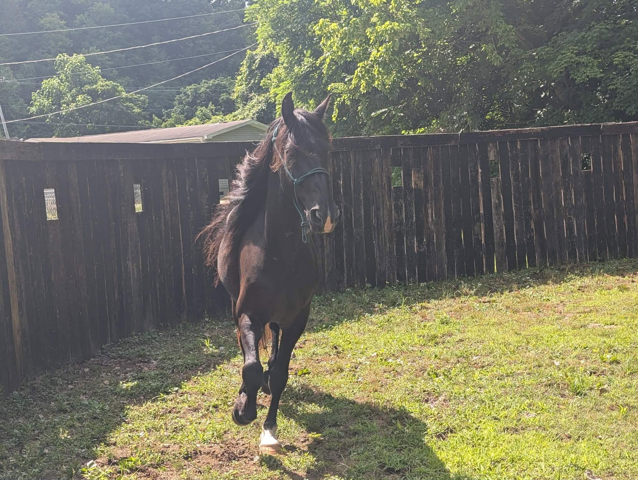Enlarge McSwagger, a Adoptable Grade in Huntington, WV image 6/6