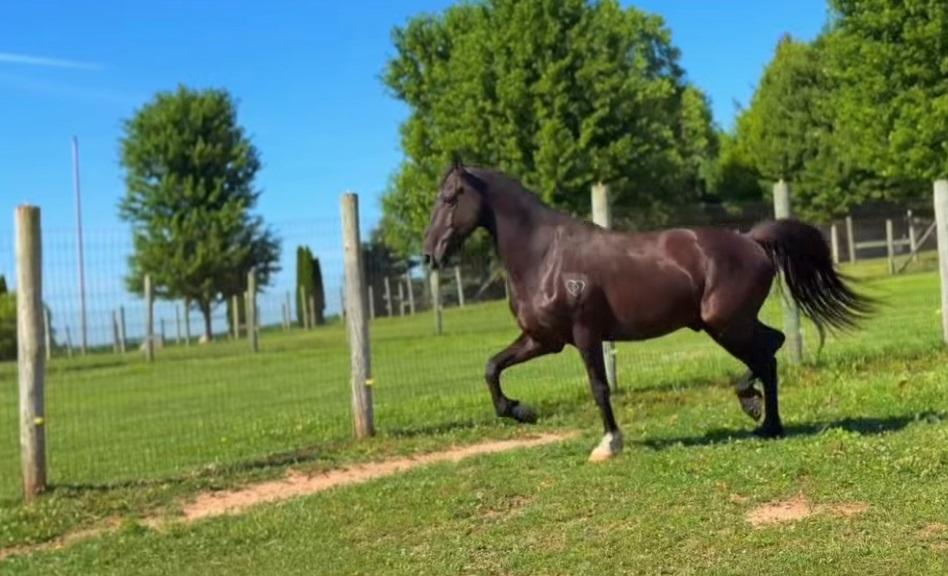 Enlarge McSwagger, a Adoptable Grade in Huntington, WV image 1/6