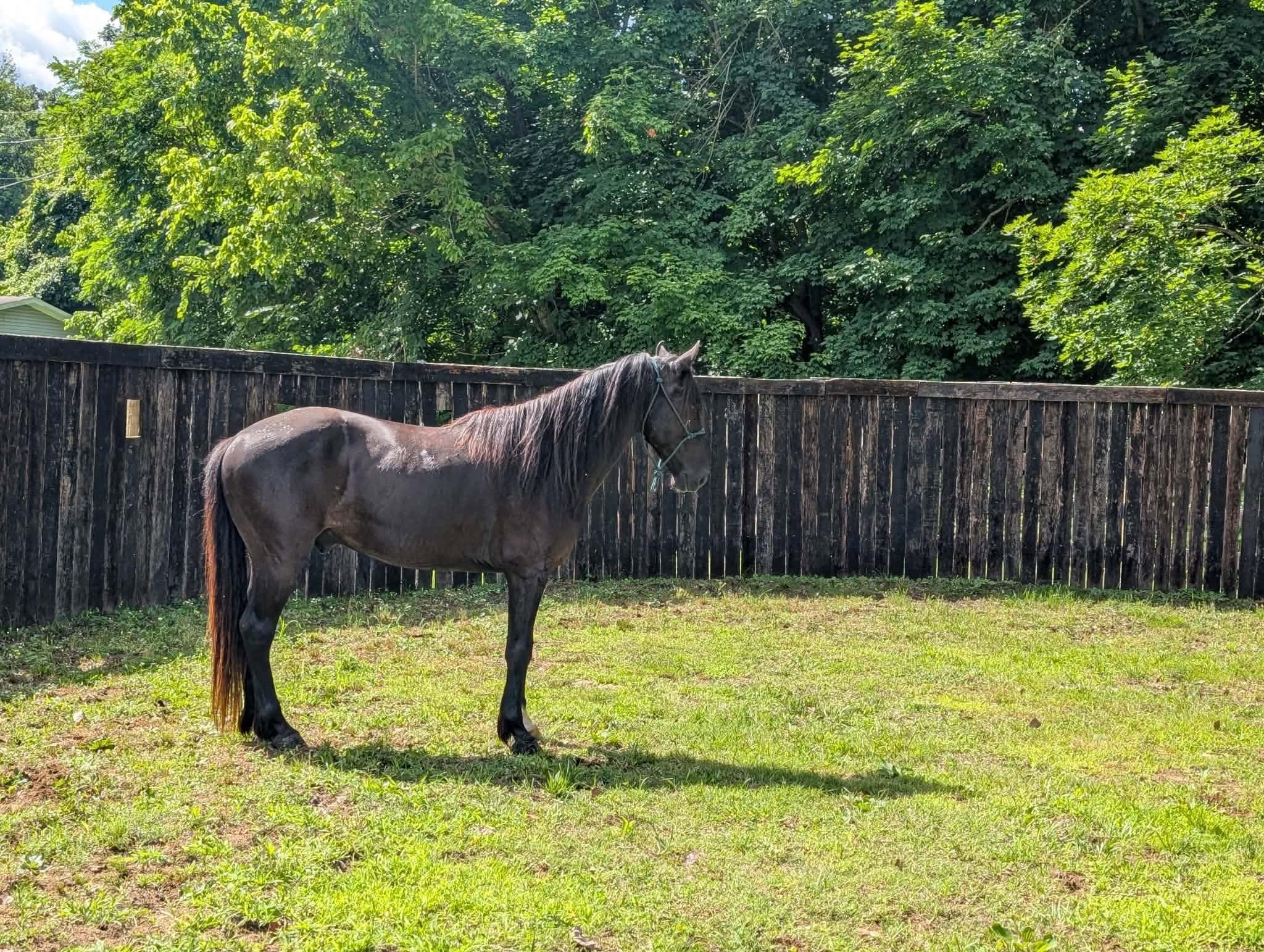 Enlarge McSwagger, a Adoptable Grade in Huntington, WV image 5/6