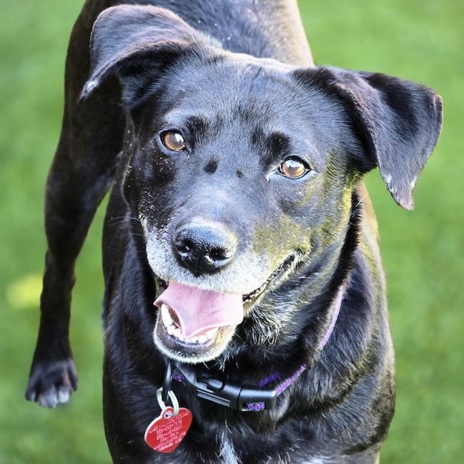 Karley, Adoptable, Adult Female Labrador Retriever & Shepherd.