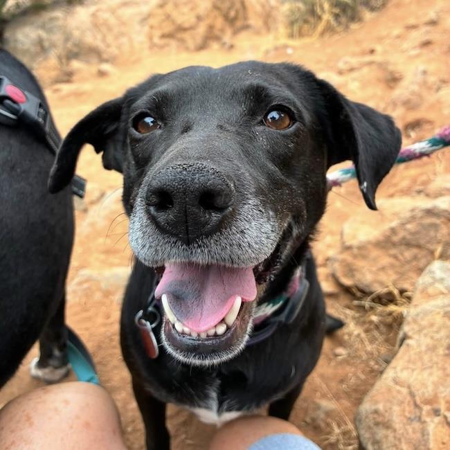 Karley, Adoptable, Adult Female Labrador Retriever & Shepherd.