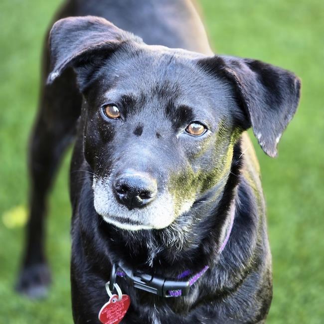Enlarge Karley, a Adoptable mixed breed in San Diego, CA image 2/3