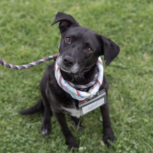 Enlarge Karley, a Adoptable mixed breed in San Diego, CA image 3/3