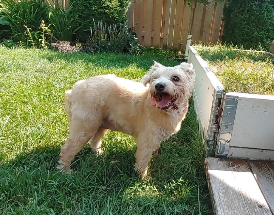 Gigi (17 lbs)