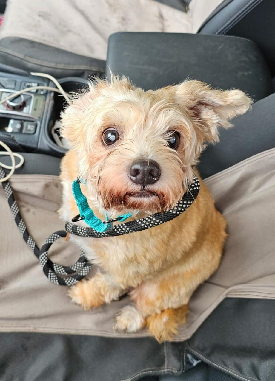 Gigi (17 lbs)
