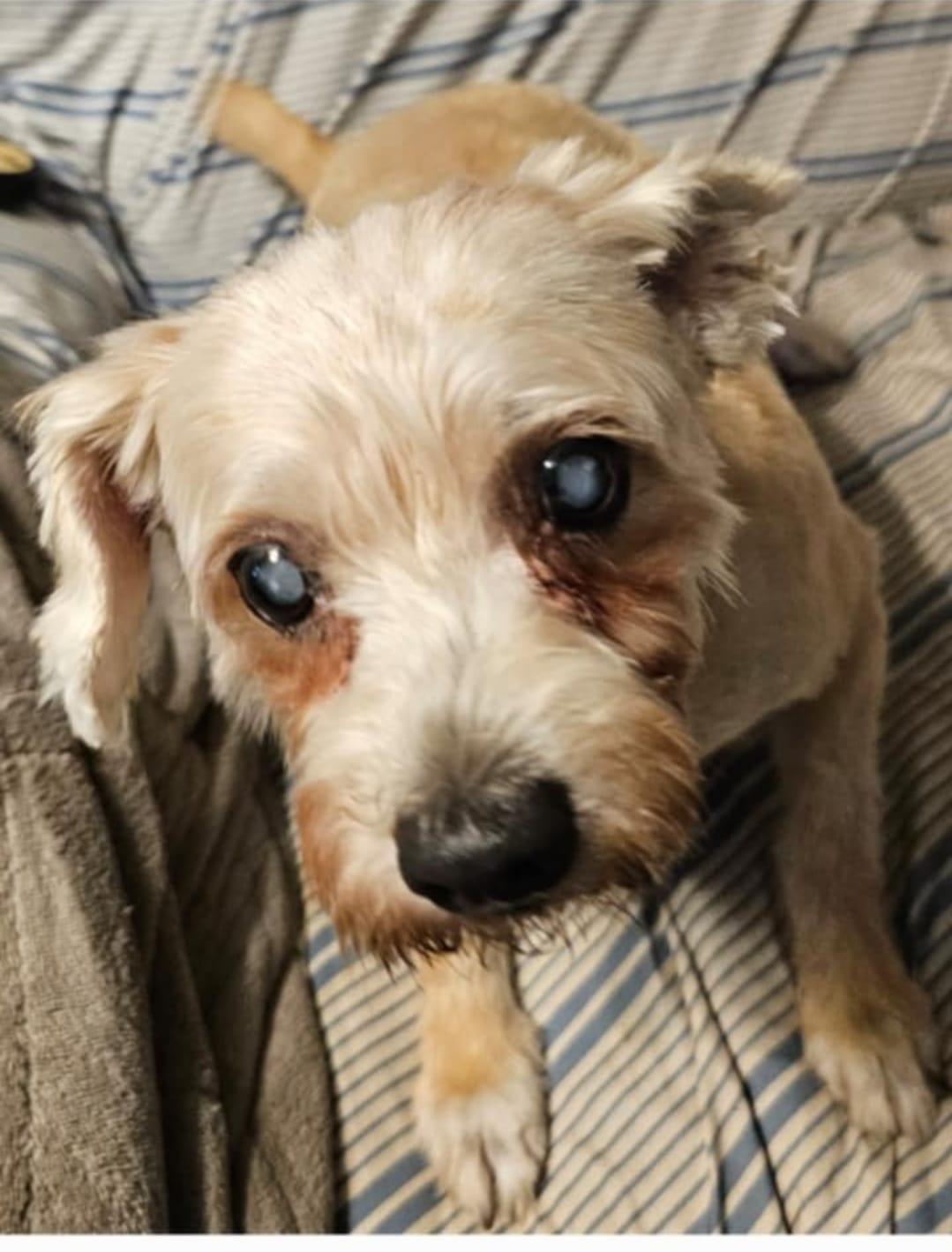 Gigi (17 lbs)