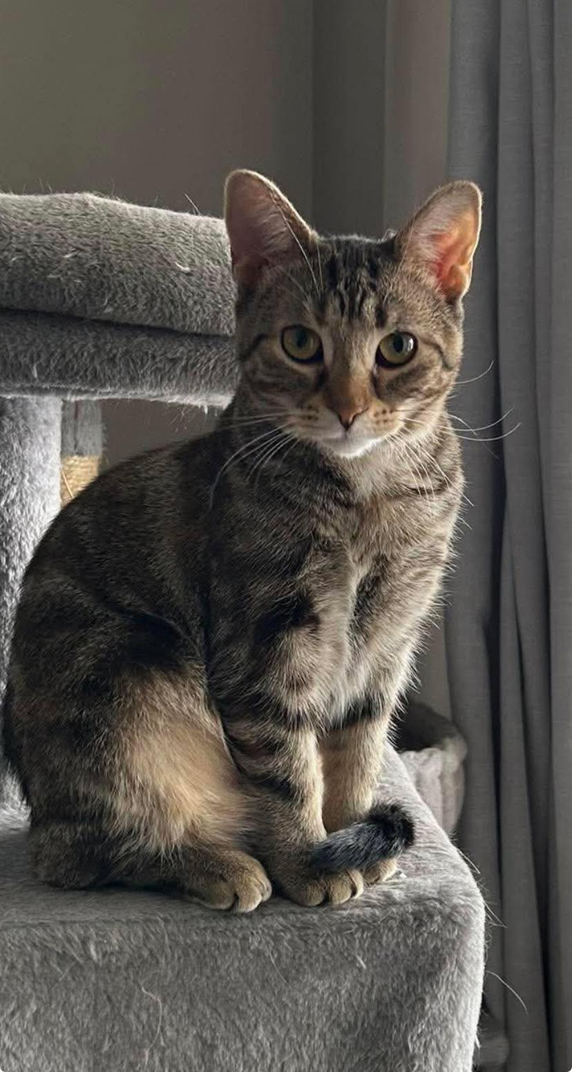 Enlarge Rey, a ADOPTABLE Domestic Short Hair in Shakespeare, ON image 3/6