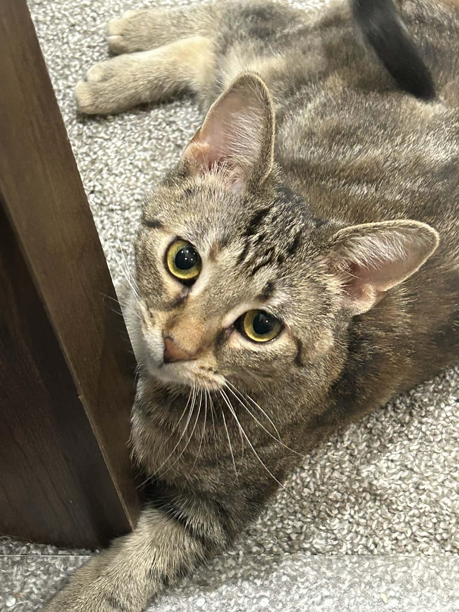Enlarge Rey, a ADOPTABLE Domestic Short Hair in Shakespeare, ON image 1/6