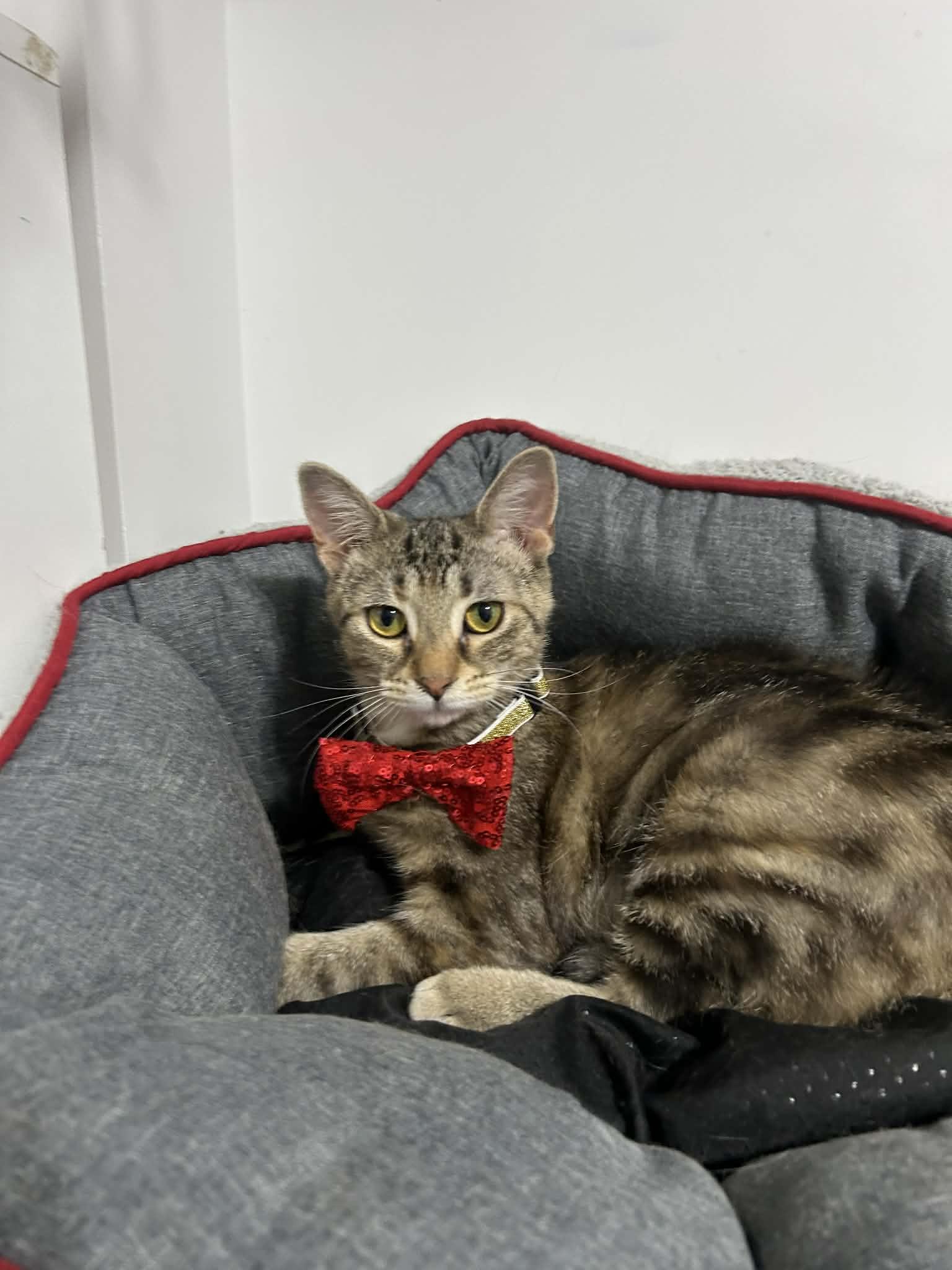 Enlarge Rey, a ADOPTABLE Domestic Short Hair in Shakespeare, ON image 2/6