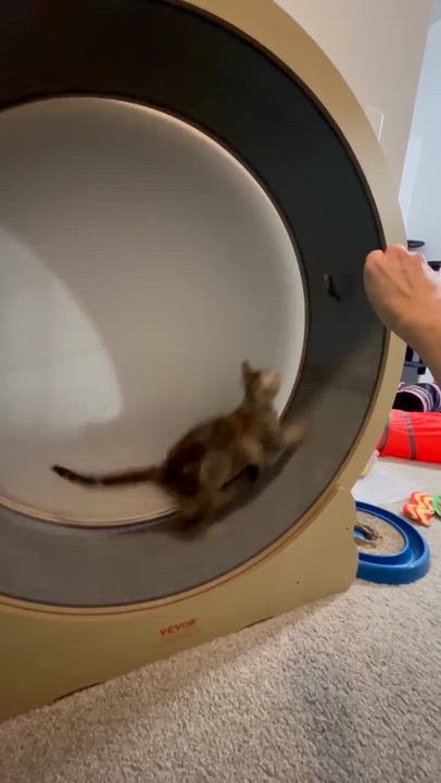 Enlarge Rey, a ADOPTABLE Domestic Short Hair in Shakespeare, ON video 5/6