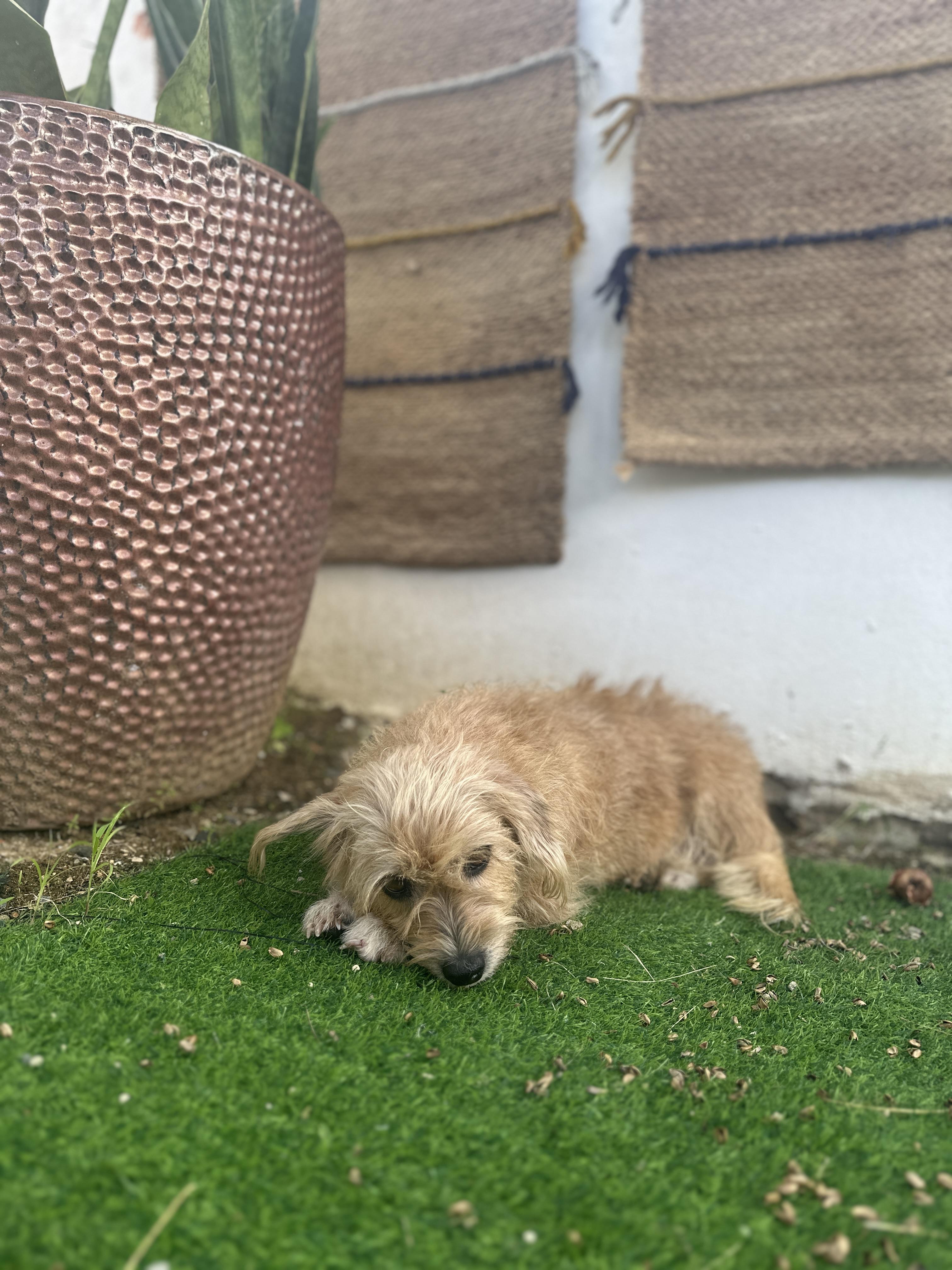 Ginger Margarita, adopted, Young Female Terrier.