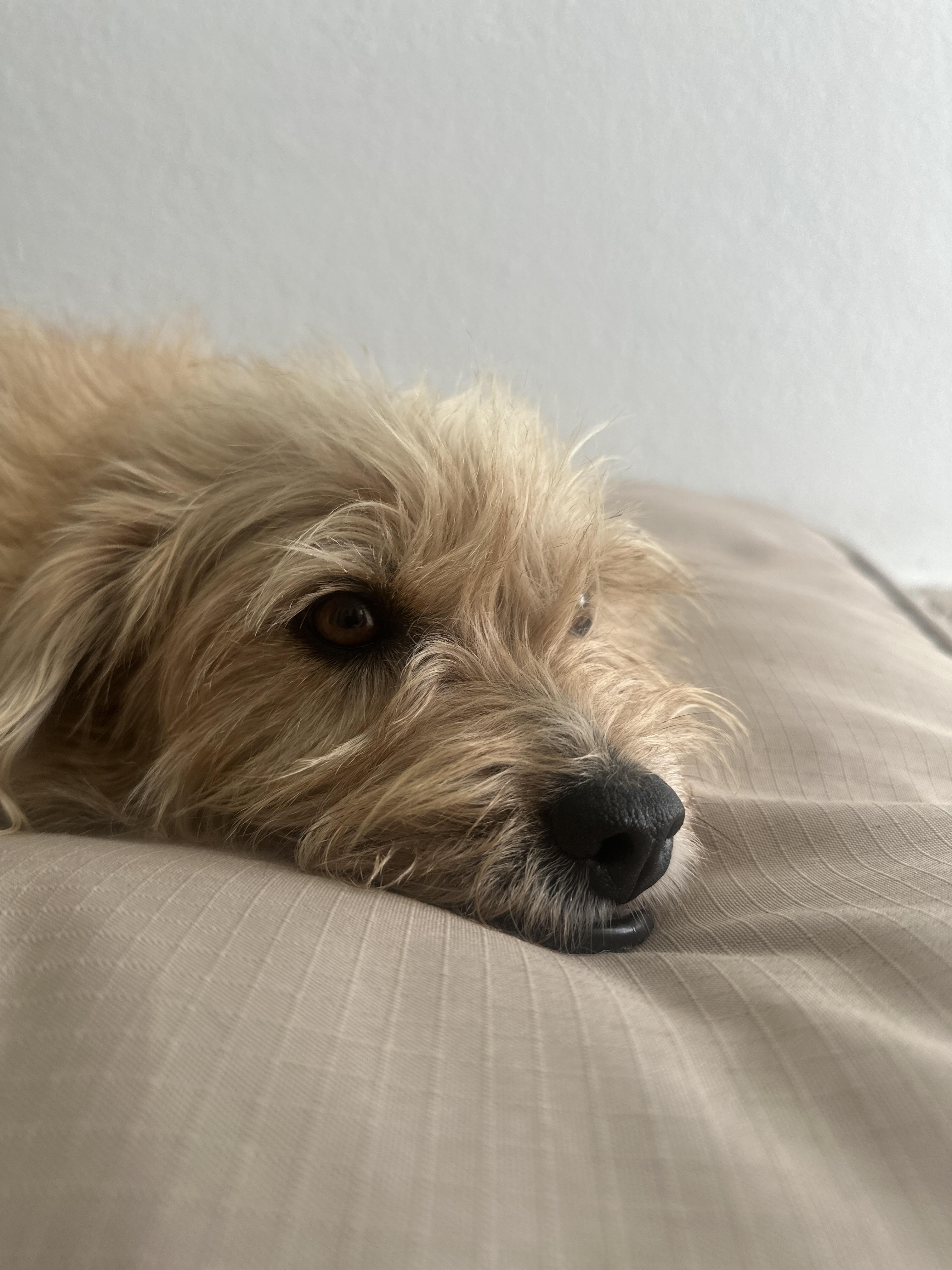 Enlarge Ginger Margarita, an adopted mixed breed in Huntington, NY image 3/4