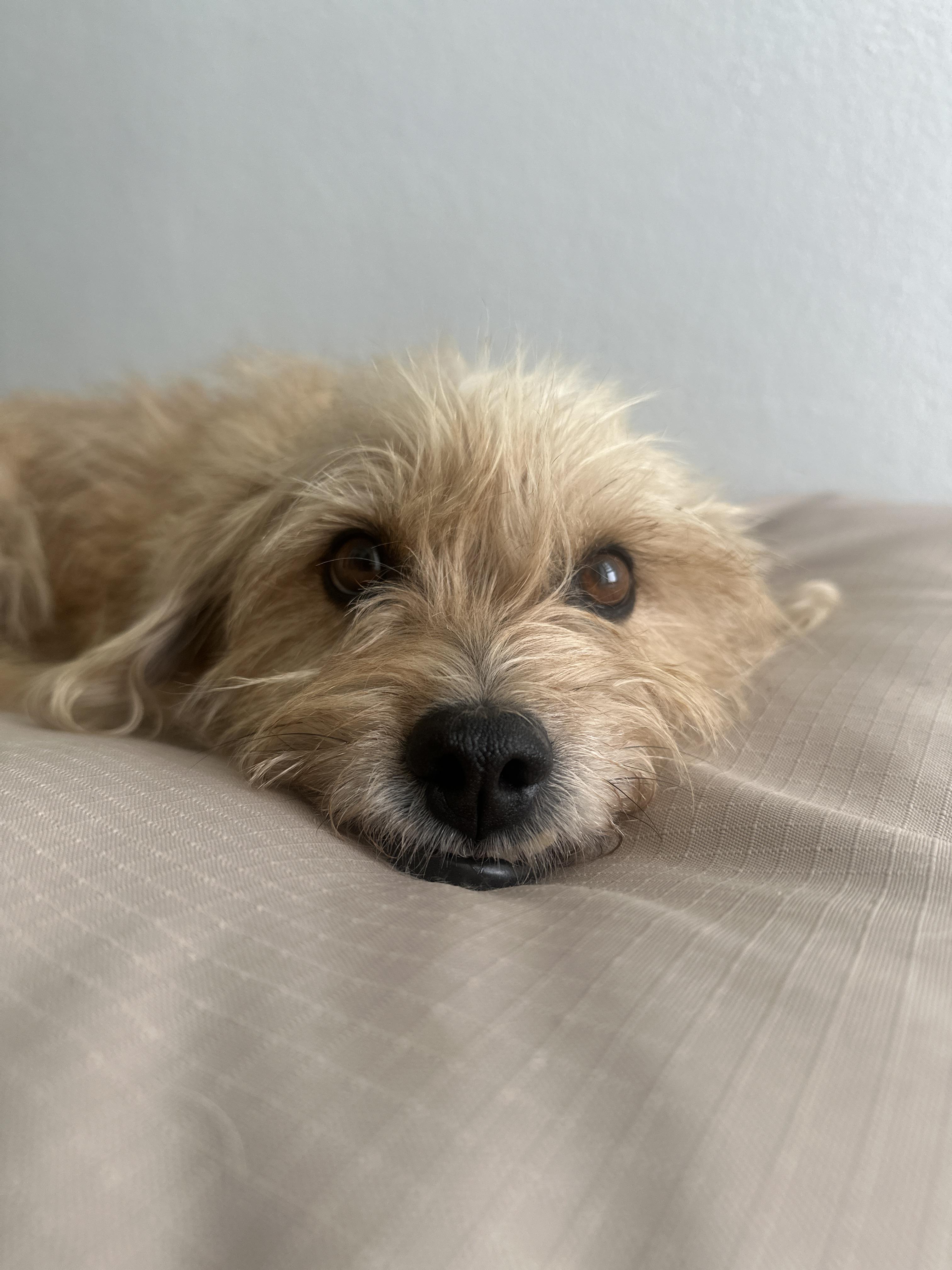 Enlarge Ginger Margarita, an adopted mixed breed in Huntington, NY image 4/4