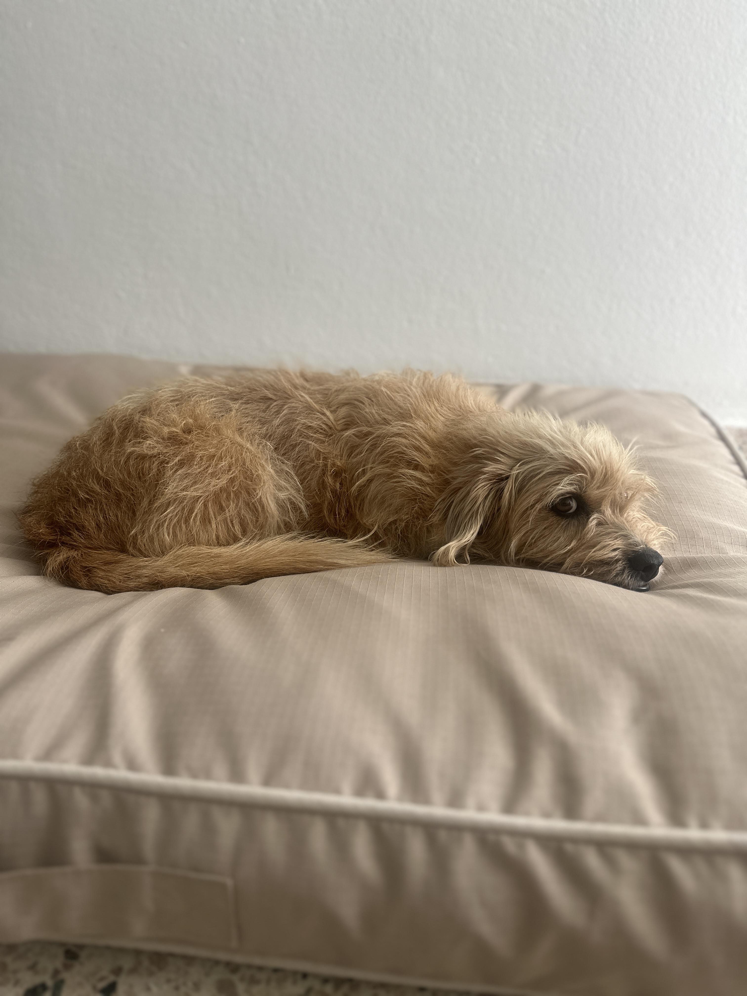 Enlarge Ginger Margarita, an adopted mixed breed in Huntington, NY image 2/4