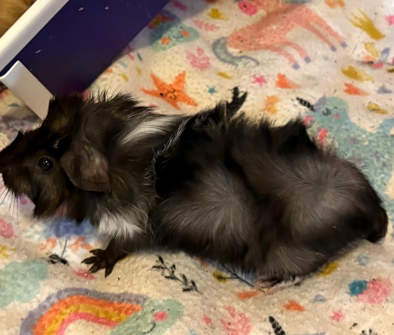 Enlarge Dahlia, an adopted Abyssinian in Wellington, CO image 2/2