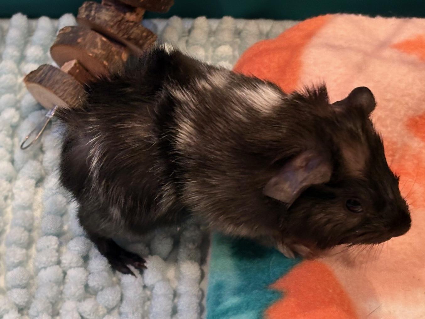 Dahlia, adopted, Baby Female Abyssinian.