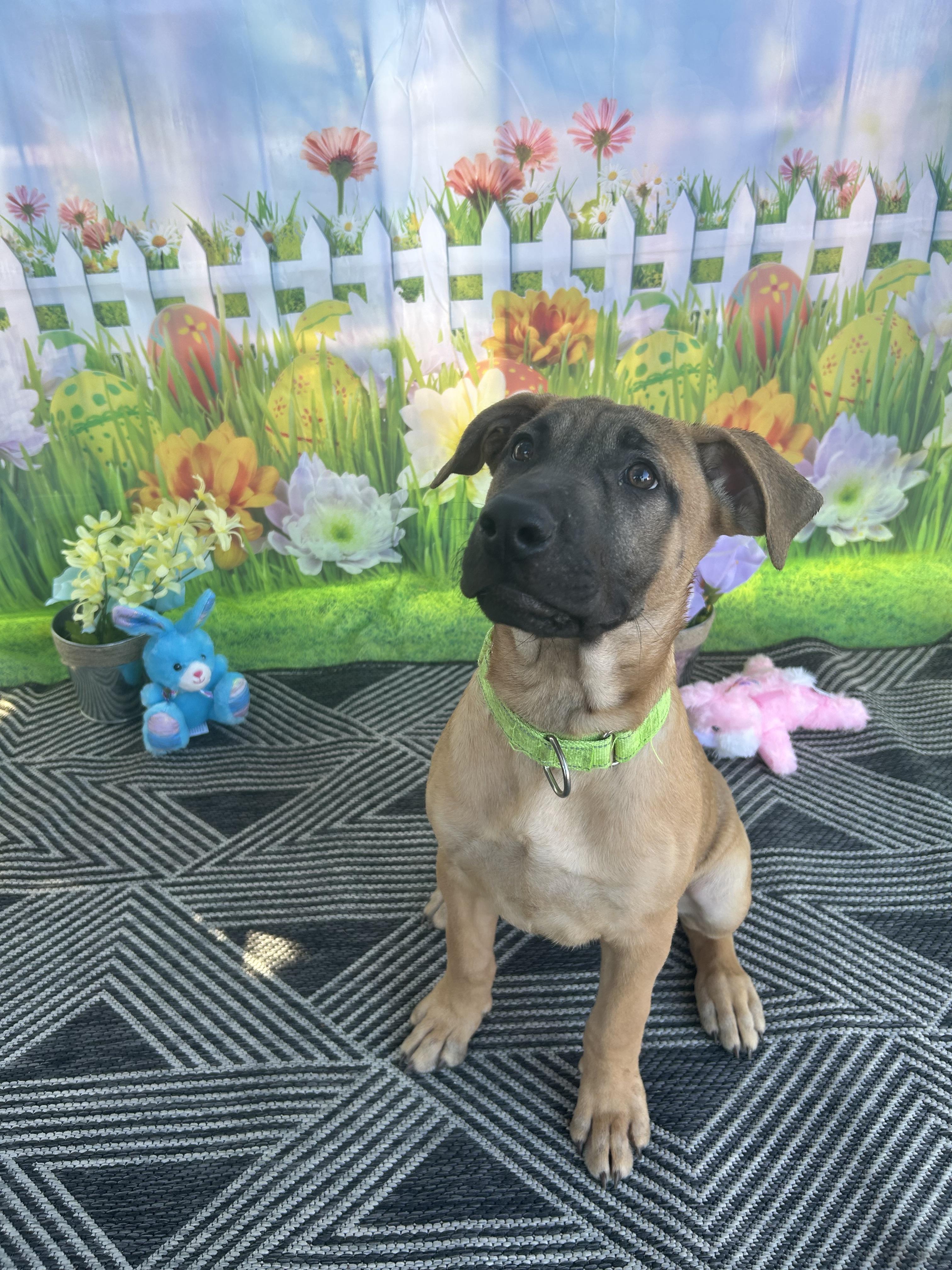 Enlarge Tofu (Green), a Adoptable mixed breed in Phoenix, AZ image 1/6