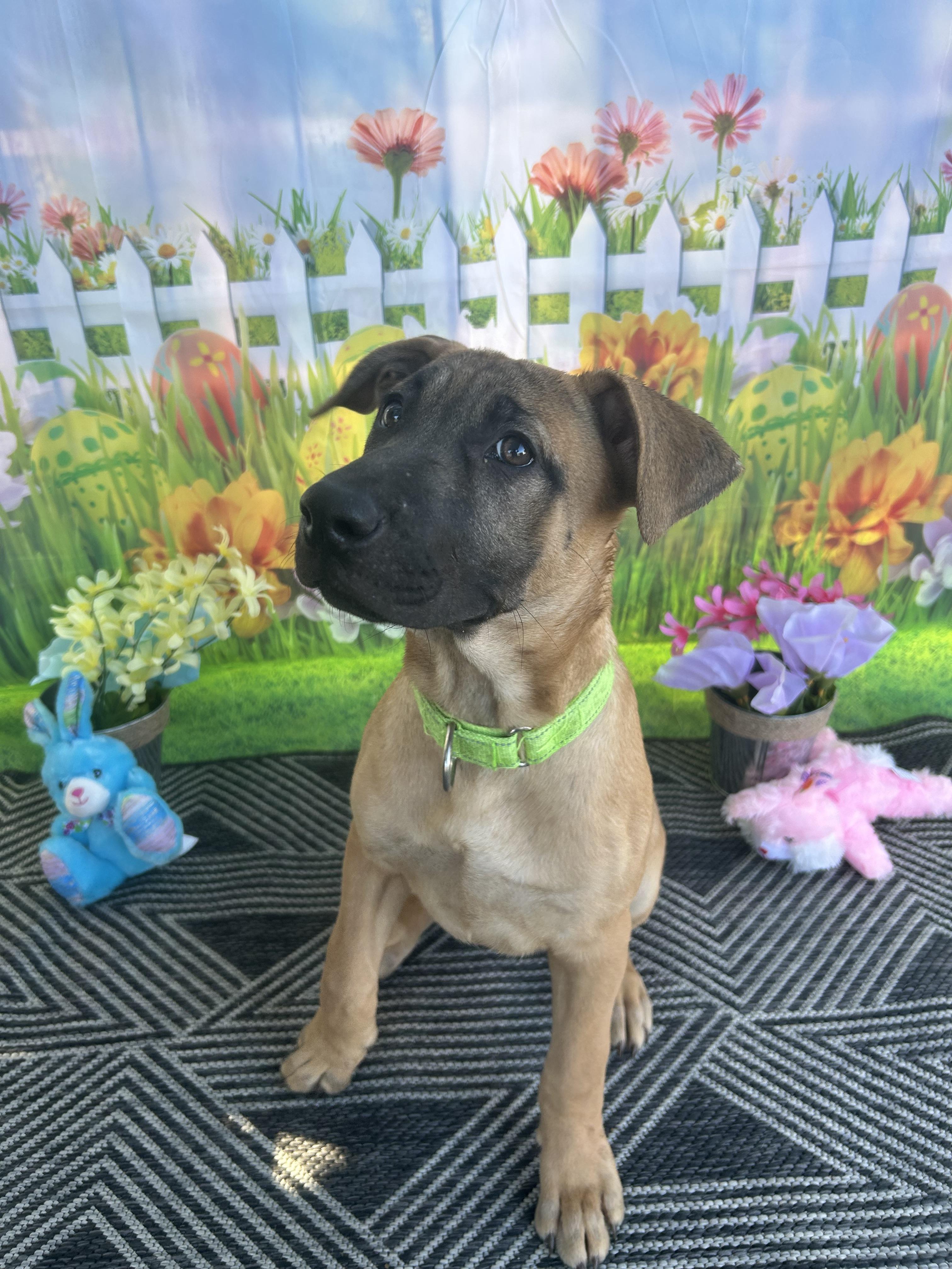Tofu (Green), Adoptable, Puppy Female Shar-Pei & Black Mouth Cur.