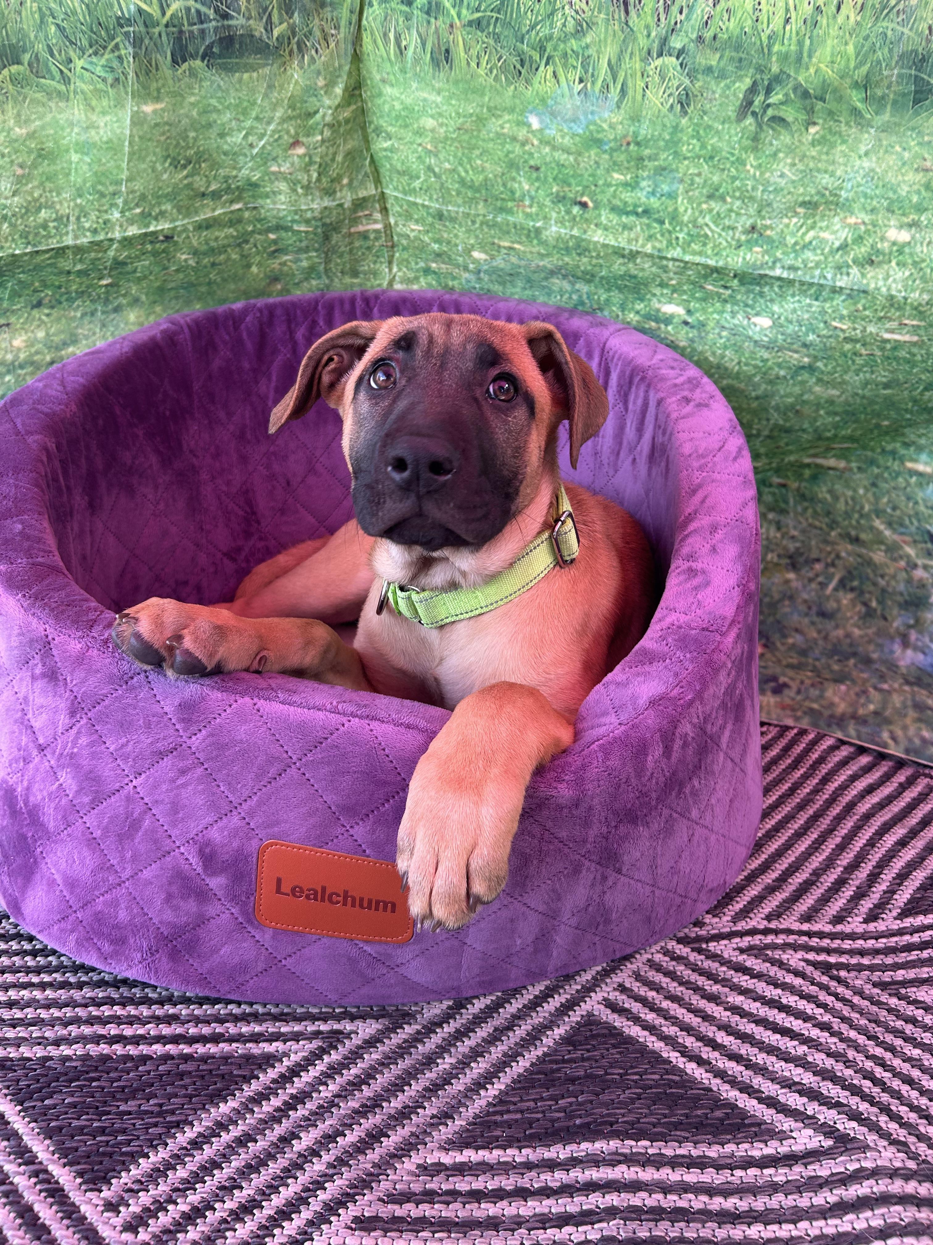 Enlarge Tofu (Green), a Adoptable mixed breed in Phoenix, AZ image 3/6