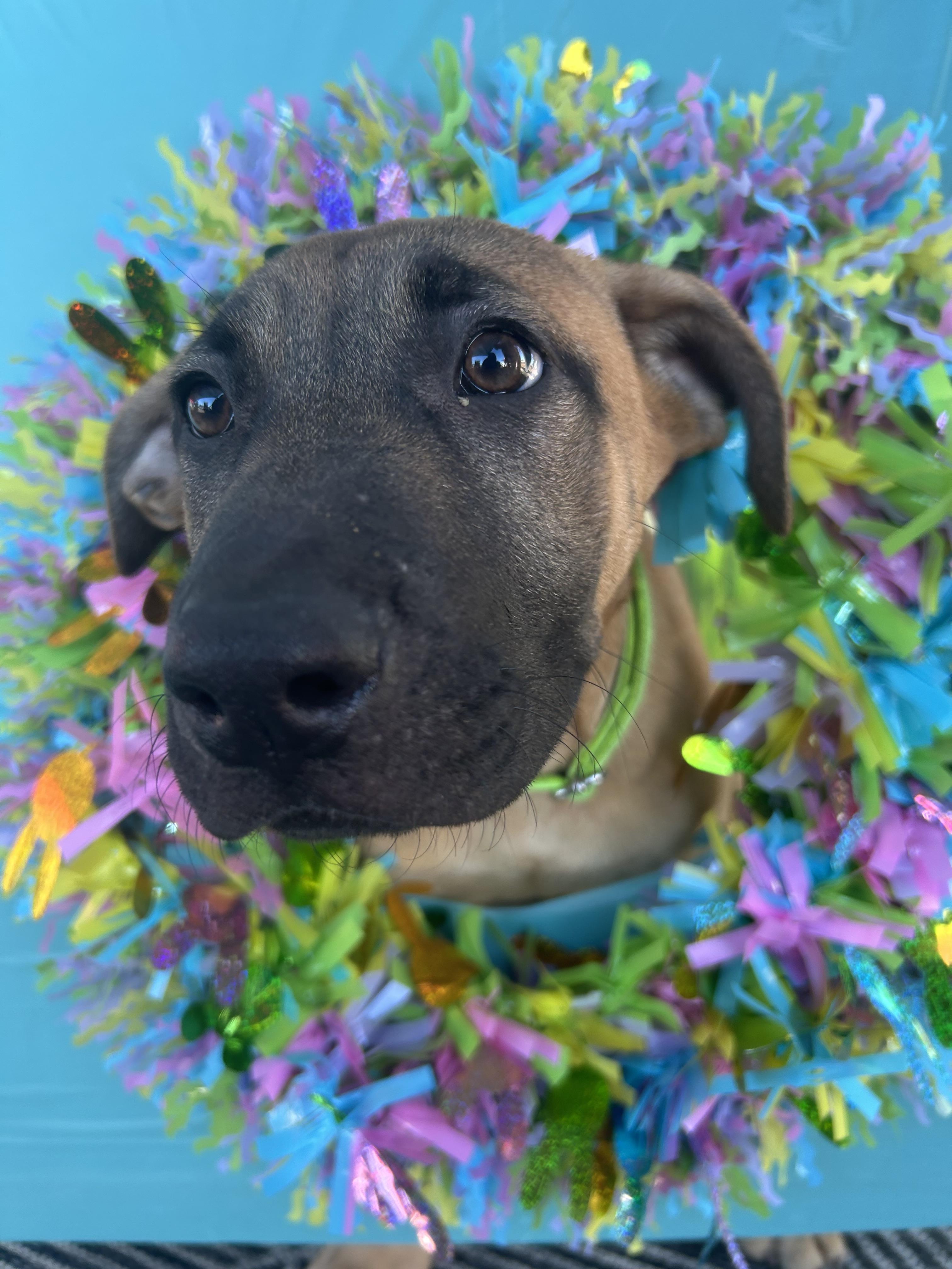 Enlarge Tofu (Green), a Adoptable mixed breed in Phoenix, AZ image 4/6
